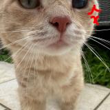 Foto del gato perdido en Douai