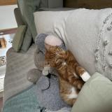 Foto del gato perdido en Monchy Le Preux