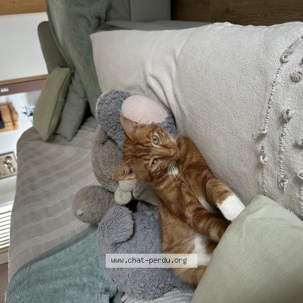 Foto 1/1 Tigrou Chat perdido en Monchy le preux