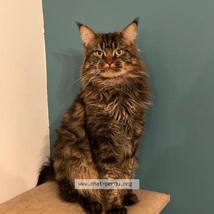 Foto 1/1 Roberto Chat perdido en Luce