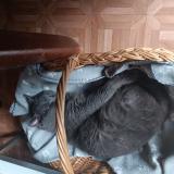 Foto del gato perdido en Gagny