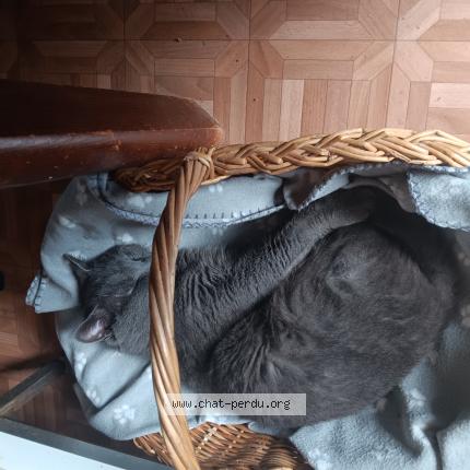 Foto 1/1 Grizou Chat perdido en Gagny