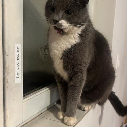 Foto 1/1 Pitchou Chat perdido en Aulnay sur iton