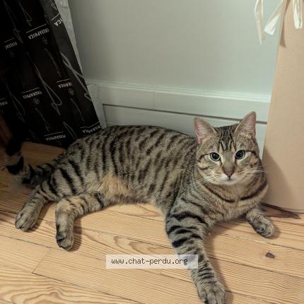 Foto 1/1 Gato encontrado Encontrado en Le havre