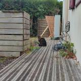 Foto de gato encontrado en Haute Goulaine