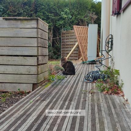 Foto 1/1 Gato encontrado Encontrado en Haute goulaine