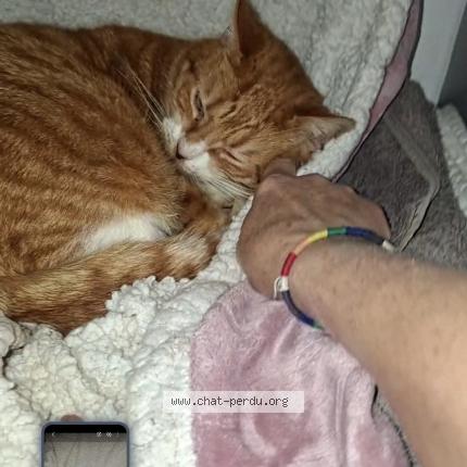 Foto 1/1 Gato encontrado Encontrado en Dreux