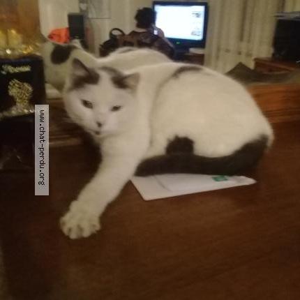 Foto 1/1 blanchette Chat perdido en Magny vernois