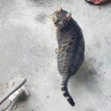 Foto de gato encontrado en Annecy