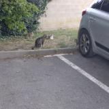Foto del gato perdido en Soissons