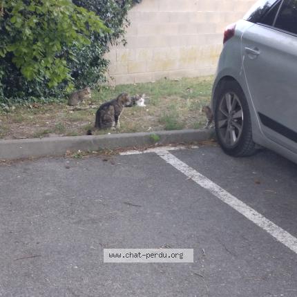 Foto 1/1 PIRATE Chat perdido en Soissons