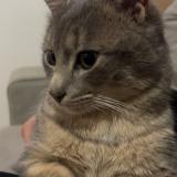 Foto del gato perdido en Ploumagoer