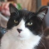 Foto del gato perdido en Foussais Payre