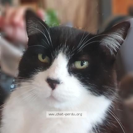 Foto 1/1 Gomette Chat perdido en Foussais payre