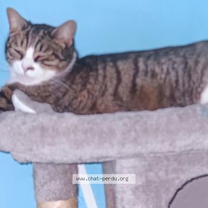Foto 1/1 Gato encontrado Perdido en Coueron