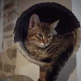 Foto del gato perdido en Measnes