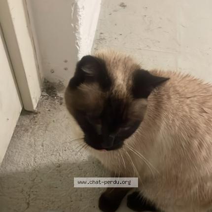 Foto 1/1 Gato encontrado Encontrado en Massy