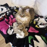 Foto del gato perdido en Castillon La Bataille