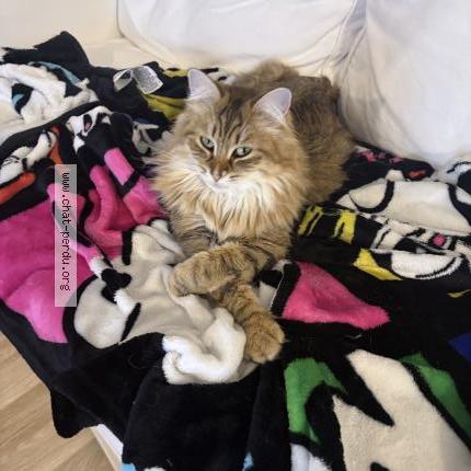 Foto 1/1 Zia Chat perdido en Castillon la bataille