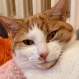 Foto del gato perdido en Savigny Sur Orge