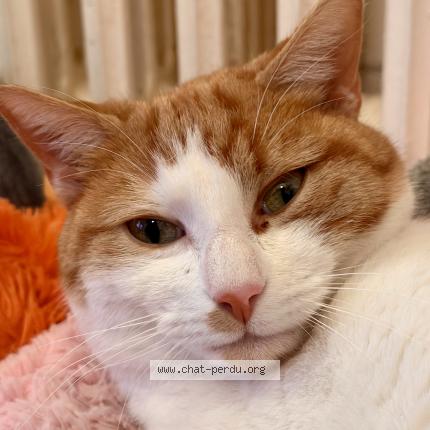 Foto 1/1 Doudou Chat perdido en Savigny sur orge