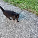 Foto de gato encontrado en Orthez