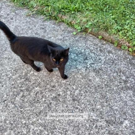 Foto 1/1 Gato encontrado Encontrado en Orthez