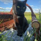 Foto del gato perdido en Eppe Sauvage