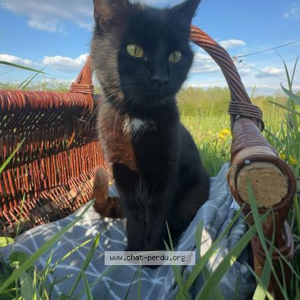 Foto 1/1 Lamia Chat perdido en Eppe sauvage