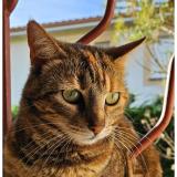 Foto del gato perdido en Beaurepaire