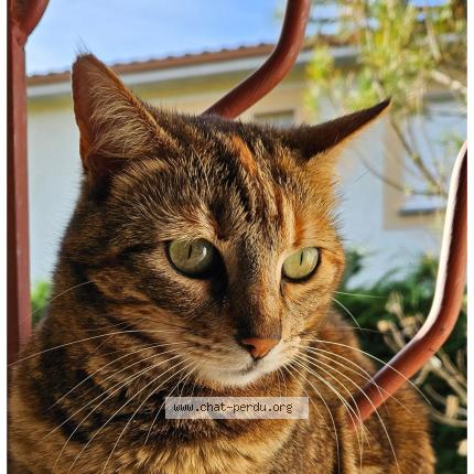 Foto 1/1 Havana Chat perdido en Beaurepaire