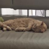 Foto del gato perdido en Bordeaux