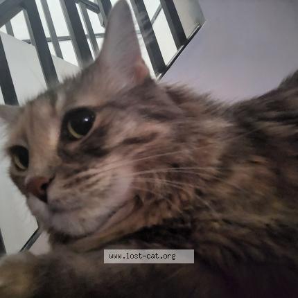 Foto 1/1 Niko Chat perdido en Delta