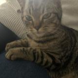 Foto de gato encontrado en Villemur