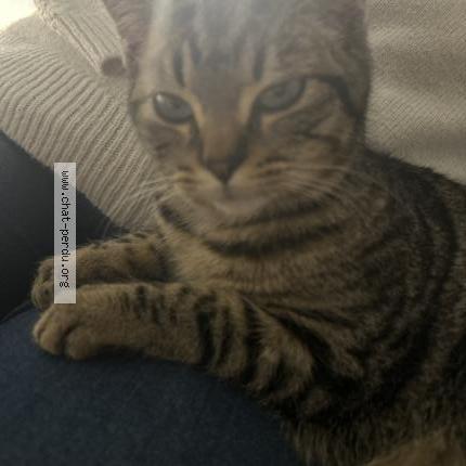 Foto 1/1 Gato encontrado Encontrado en Villemur