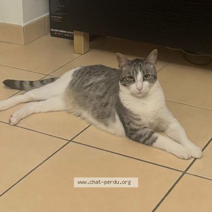 Foto 1/1 Mey Chat perdido en Orly