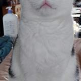 Foto del gato perdido en Razes