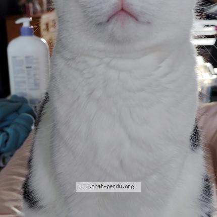 Foto 1/1 Aria Chat perdido en Razes