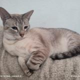 Foto del gato perdido en Tlalnepantla