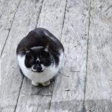 Foto de gato encontrado en Arcachon