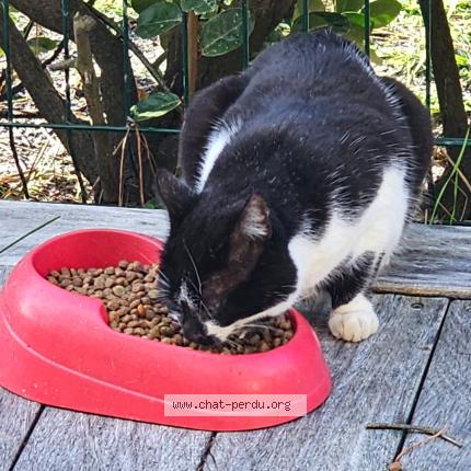 Foto 2/2 Gato encontrado Encontrado en Arcachon