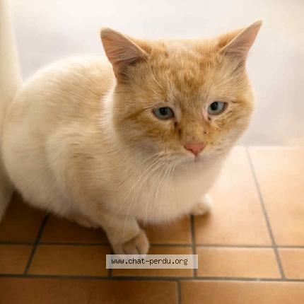 Foto 1/1 Gato encontrado Encontrado en Merville