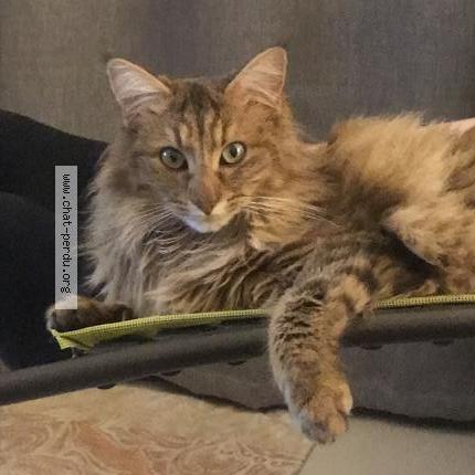 Foto 1/1 Zelda Chat perdido en Saint etienne de montluc