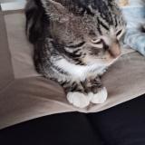 Foto de gato encontrado en Billy Montigny