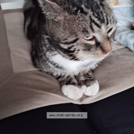 Foto 1/2 Gato encontrado Encontrado en Billy montigny