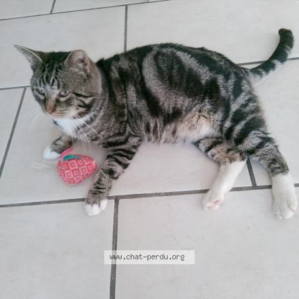 Foto 2/2 Gato encontrado Encontrado en Billy montigny