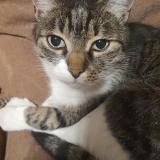 Foto del gato perdido en Toulouse