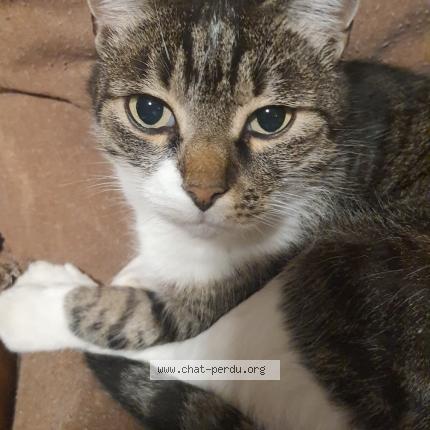 Foto 1/1 MISTIGRI Chat perdido en Toulouse