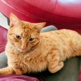 Foto del gato perdido en Port Charlotte