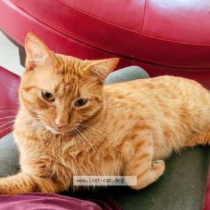 Foto 1/1 Max Chat perdido en Port charlotte